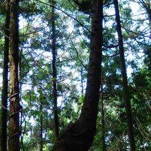 変な形の杉の木