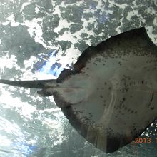 泳ぐエイを下から観察