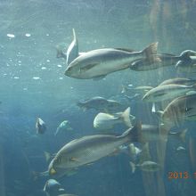 相模湾大水槽の魚たち