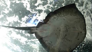 相模湾の魚を一度に見られる水族館