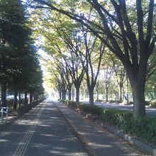 欅並木沿いに遊歩道・ジョギングコースが続きます