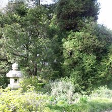 日本の杉の木と灯篭！