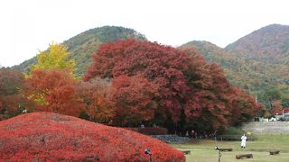 紅葉は綺麗ですが、気を付けることが。