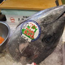 三厩産本マグロ