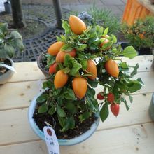 柿の盆栽がありました