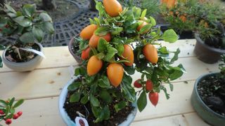 11月がお勧め！