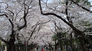 歩きながら見る谷中霊園の桜