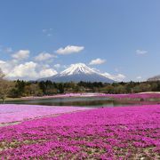富士山をバックに最高の景色