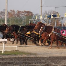 力が入るレースです。