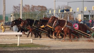 馬の迫力がすごい！