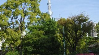 藤は、朝と夜が見やすいです