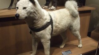 ハチとジロの剥製に会えます。