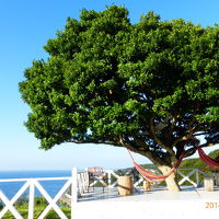 裏庭にアコウ（？）の木が。