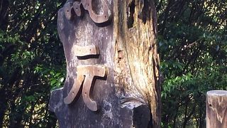 紀元杉をぐるり　