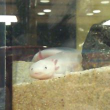 笑ってるようで癒されませんか？