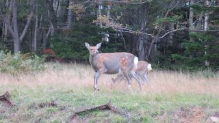 知床五湖までの道のり