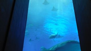 ジンベイザメやマンタを見ながらカフェできます☆