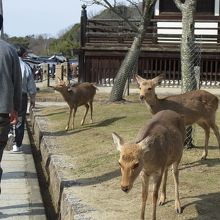 奈良公園に生息する鹿さんも出張してきていた。