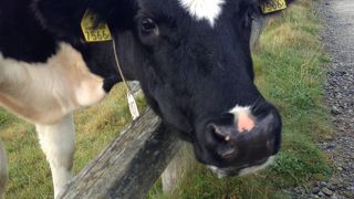 牛さんいっぱい