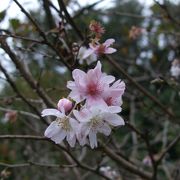 花植木の生産者から一般の見学者まで楽しめます