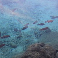 コテージからの海