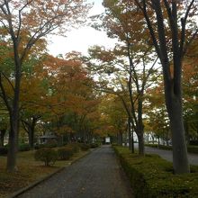 駐車場から博物館まで紅葉の並木道を歩きます
