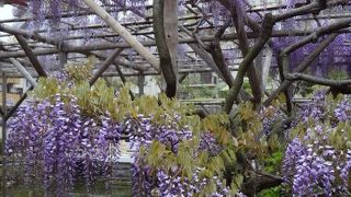 平日がお奨めです