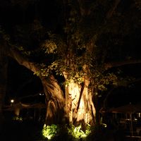 バニヤンツリーの夜景