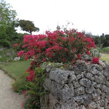 石垣の垣根に咲く花。