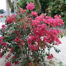 道路に咲く花。（ブーゲンビレアの花）