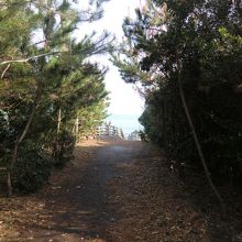 なお孫崎展望台への道はこのような静かな散歩道。