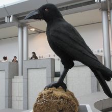 巨大カラス
