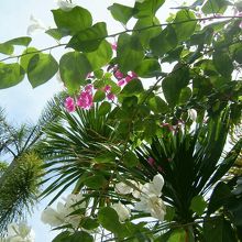 スパ アット バリ ハイアット