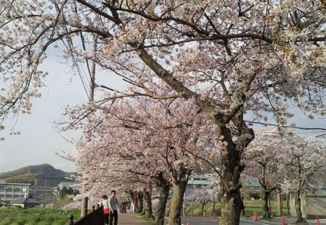 まほろばの春を感じる時