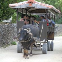 一番前で三線を弾き唄う、水牛遣いの人。