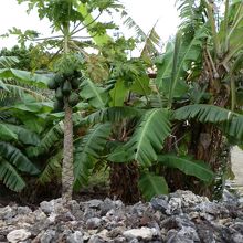 水牛車から見る、風景です。