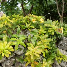 水牛車から見る風景。石垣に自生する植物。