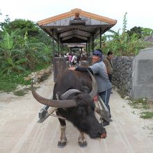 これが水牛です。