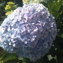 庭先に咲いていた紫陽花の様子