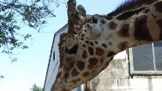 キリンが近くで見られる