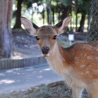 鹿が可愛い
