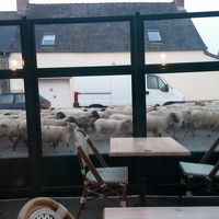 朝食中に横を羊が出勤、こいつらがいずれ美味しくなる