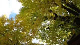 大きな銀杏が迎えてくれます