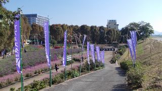 ハーブフェスタをやってました♪