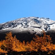 カラマツの黄葉と間近に見える富士山が素晴らしい。