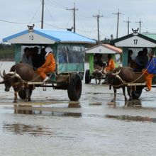 水牛車の往来が激しかった。大変忙しい。