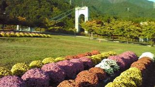 　ざる菊が見ごろ