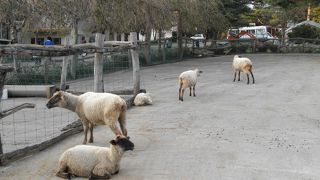 のんびり動物と触れ合える観光牧場