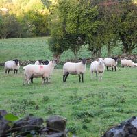 近くには羊が放牧されてます。