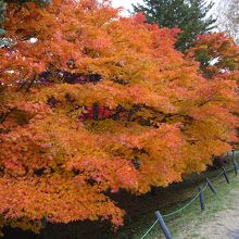 もみじの大木が素晴らしい